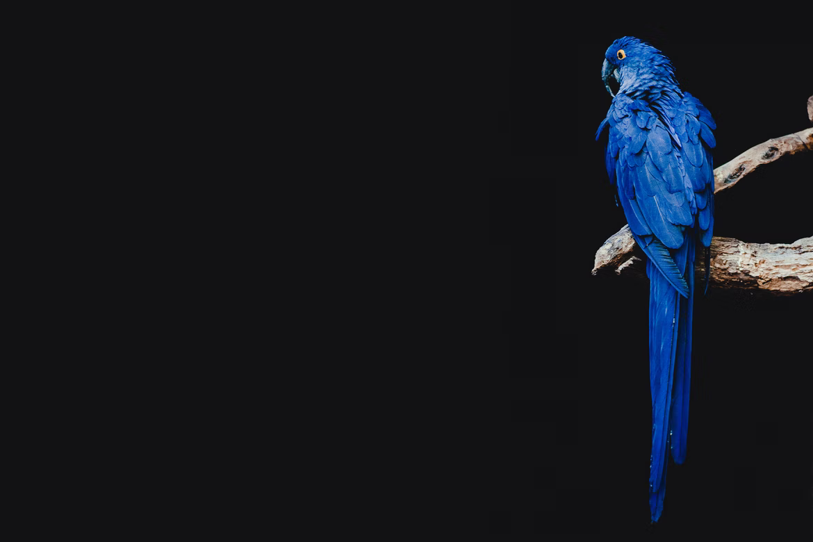 blue bird